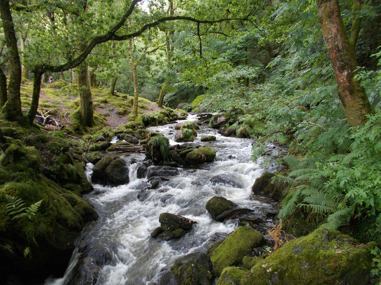 Celtic rainforest in Snowdonia national park north Wales