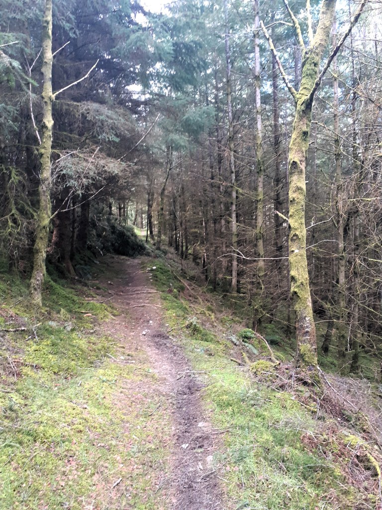 forest trail in northern Lakeland